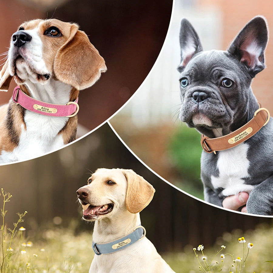 personalized dog collar with name and phone number